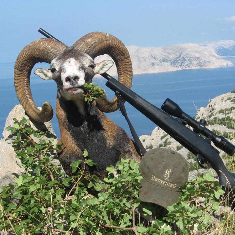 Croatia mouflon sheep hunt