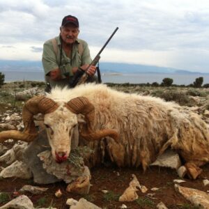 Dalmatian sheep hunt