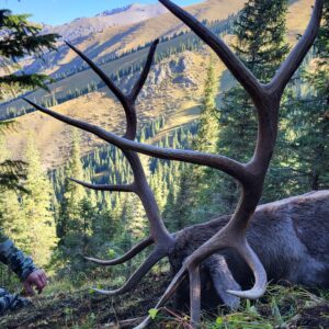 Asian Wapiti Hunts