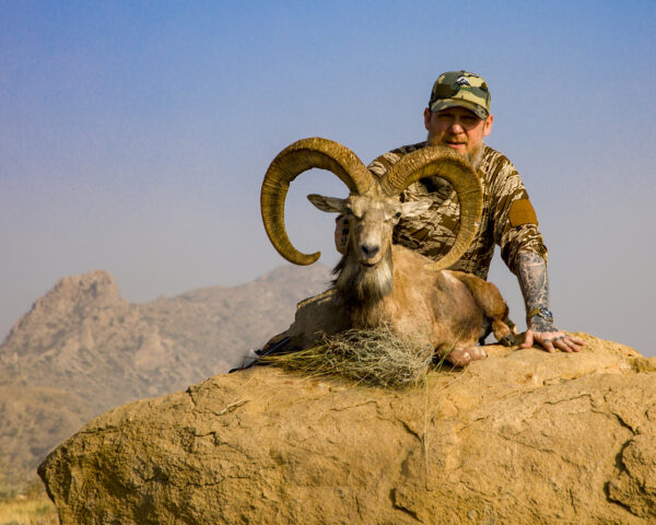 Pakistan Blandford Urial Hunting