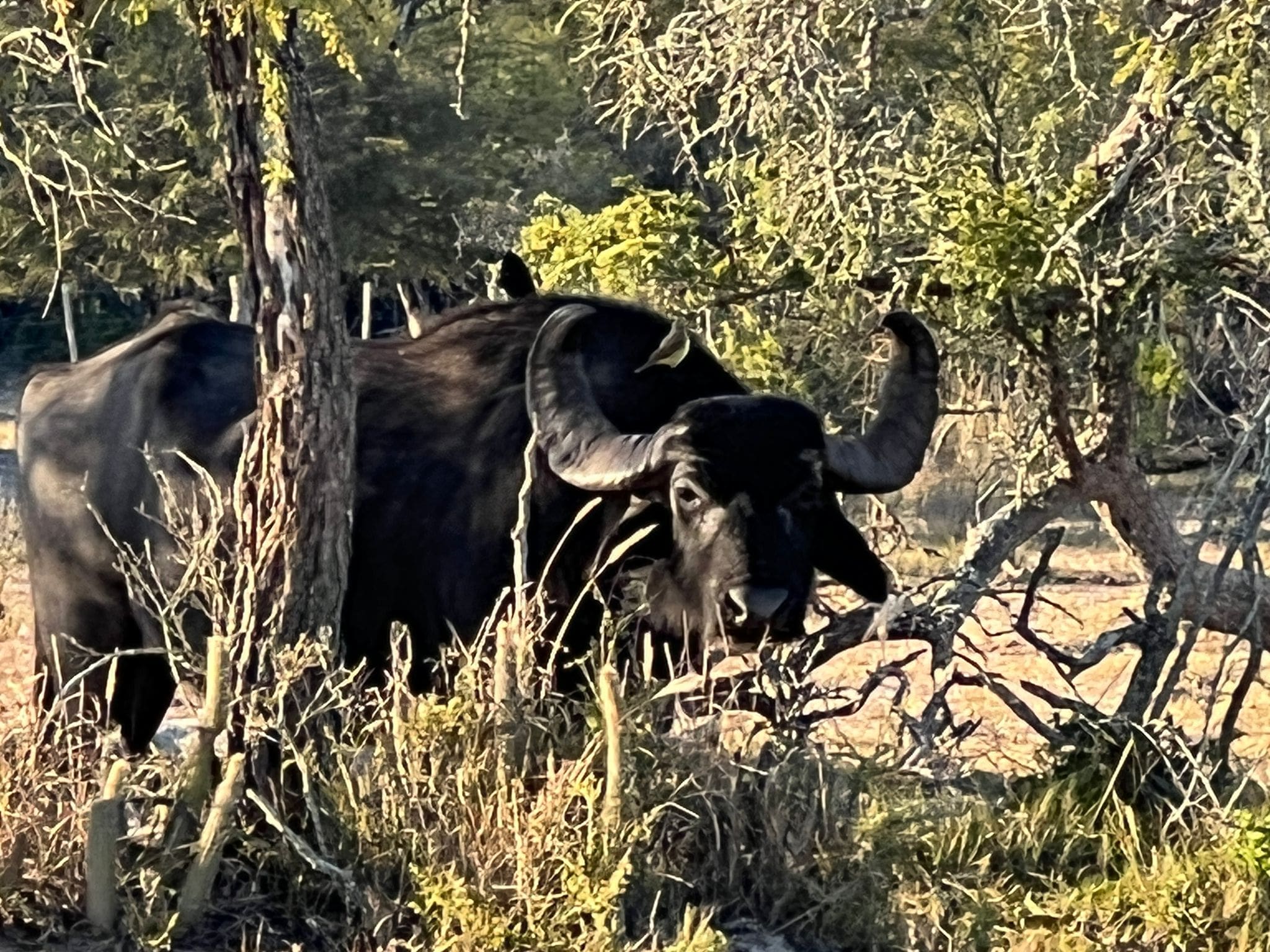 A Gold Medal water buffalo bull