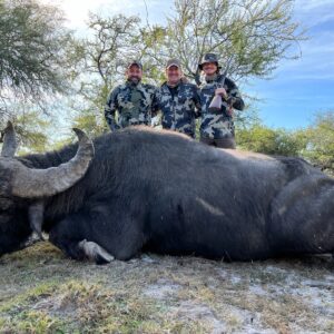 Argentina water buffalo hunting in the Corrientes region produces some incredible trophies.
