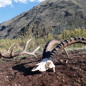 Combination Mid-Asian Ibex, Maral Stag Hunting Kazakhstan