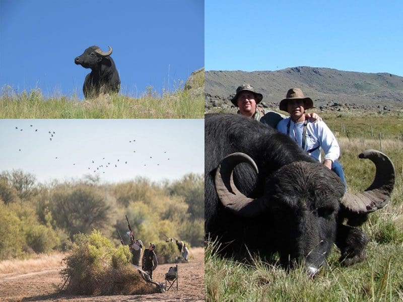 Cordoba Argentina Water Buffalo Dove Shooting Combo RDL » Outdoors International Corrientes, Córdoba, La Pampa hunting landscapes.