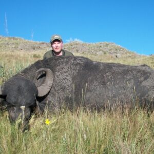 Argentina water buffalo hunting