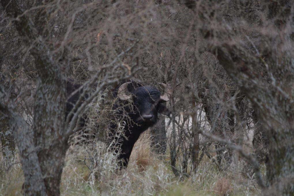 Free Range water buffalo hunting in Corrientes, Argentina.