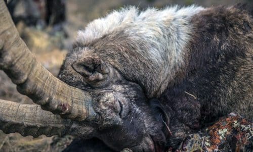 Ibex hunting in Kazakhstan