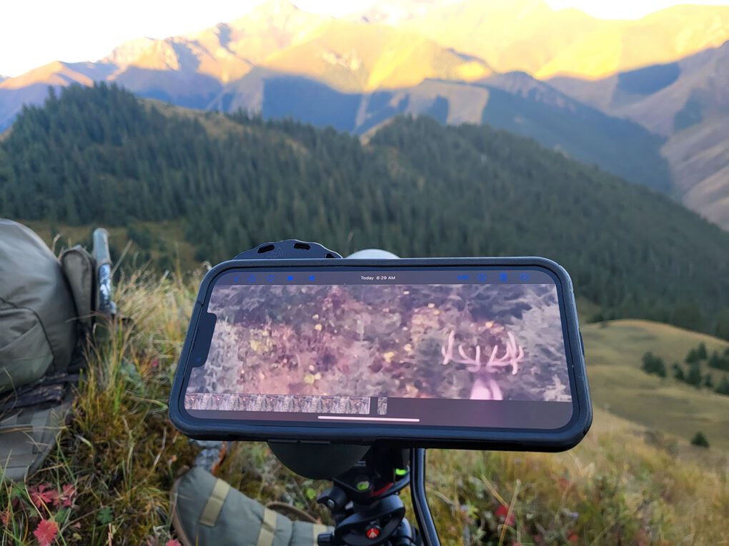 Maral Stag Live Phone Scope 2023 ARQ » Outdoors International A big maral stag