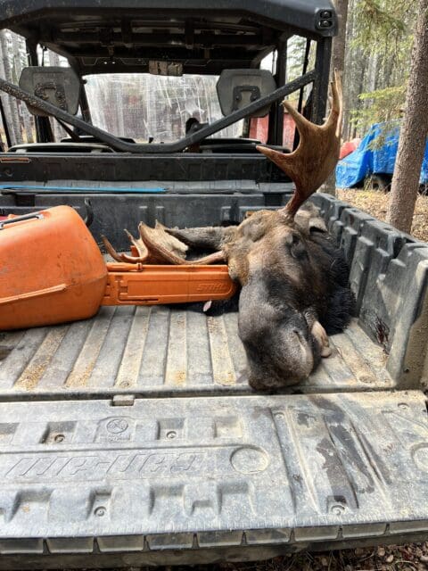 Moose in the back of the Argo