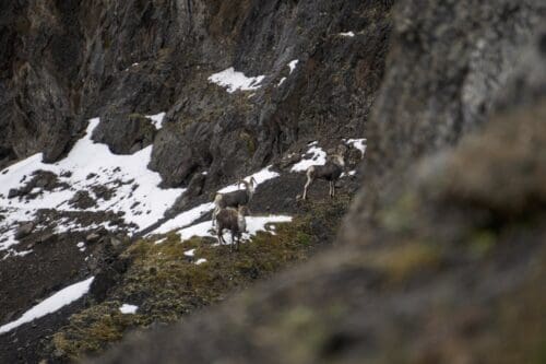 This area of British Columbia supports a healthy population of Stone Sheep, a unique strain known as Stikine Niger, which is recognizable for its distinct black coloration.