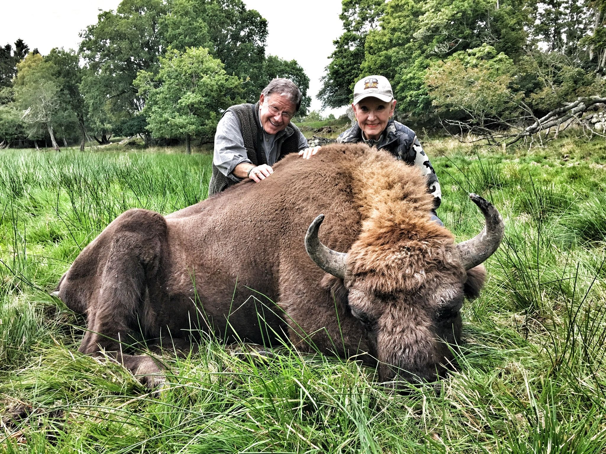 Hunting European Bison