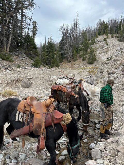 Horseback-based elk hunting in Wyoming