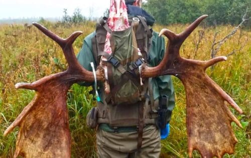 Packing out a moose