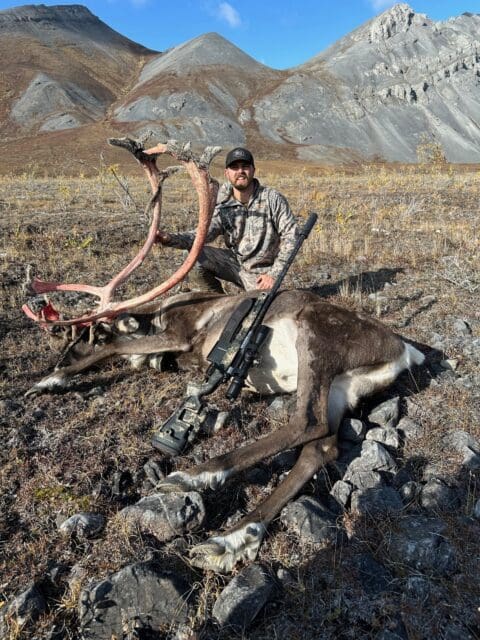 A great Alaska bull