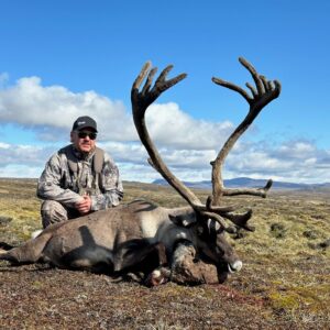 A great Greenland caribou still in velvet.