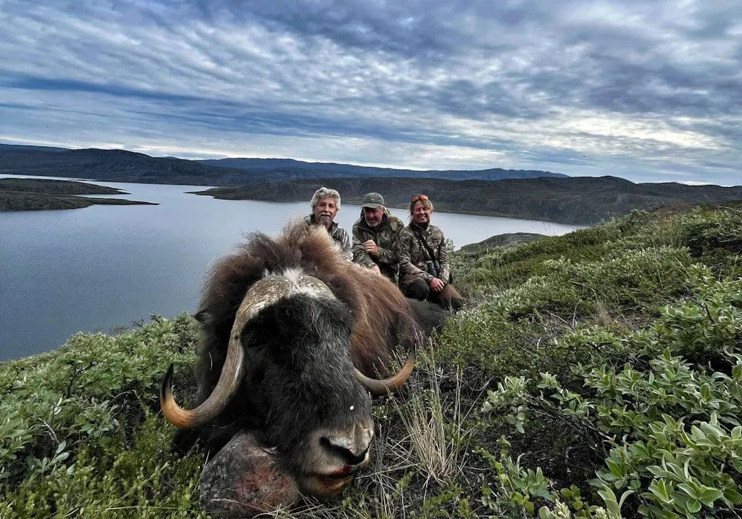 Greenland muskox SKPH3 4 » Outdoors International Muskox hunting in Greenland