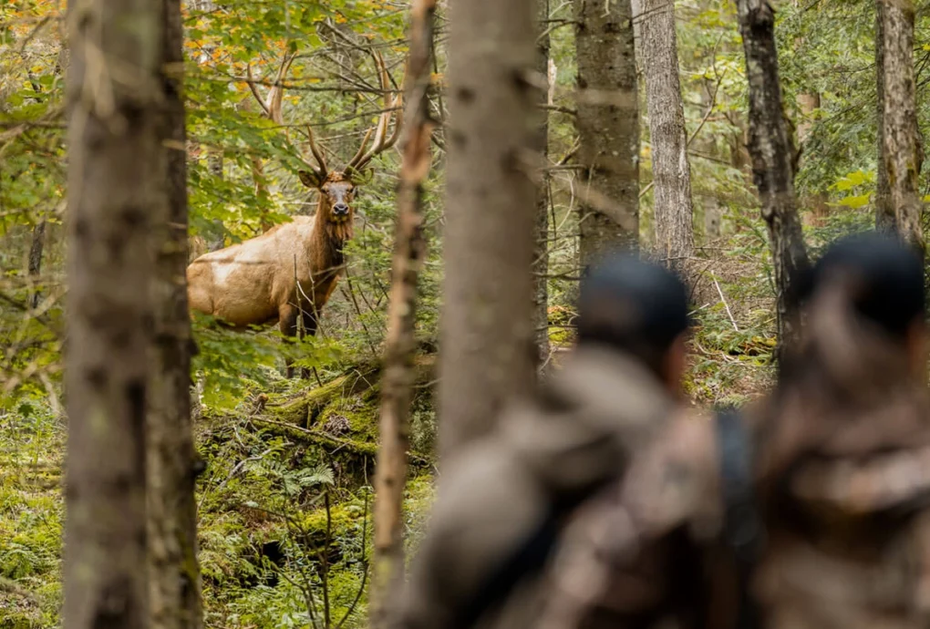 Oklahoma Elk Hunting Estate
