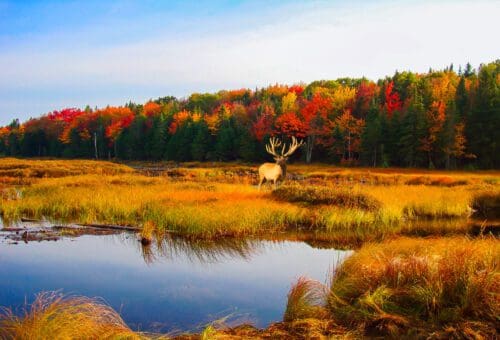Quebec Hunting Preserve RAWE Elk LIve Scenery » Outdoors International A giant elk in the Appalachian mountains of Quebec.