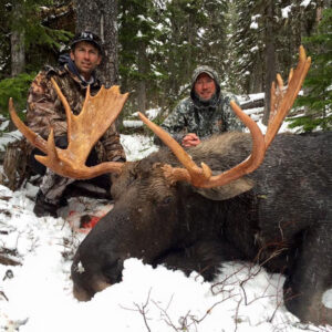 Montana moose hunting