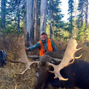 Montana shiras moose