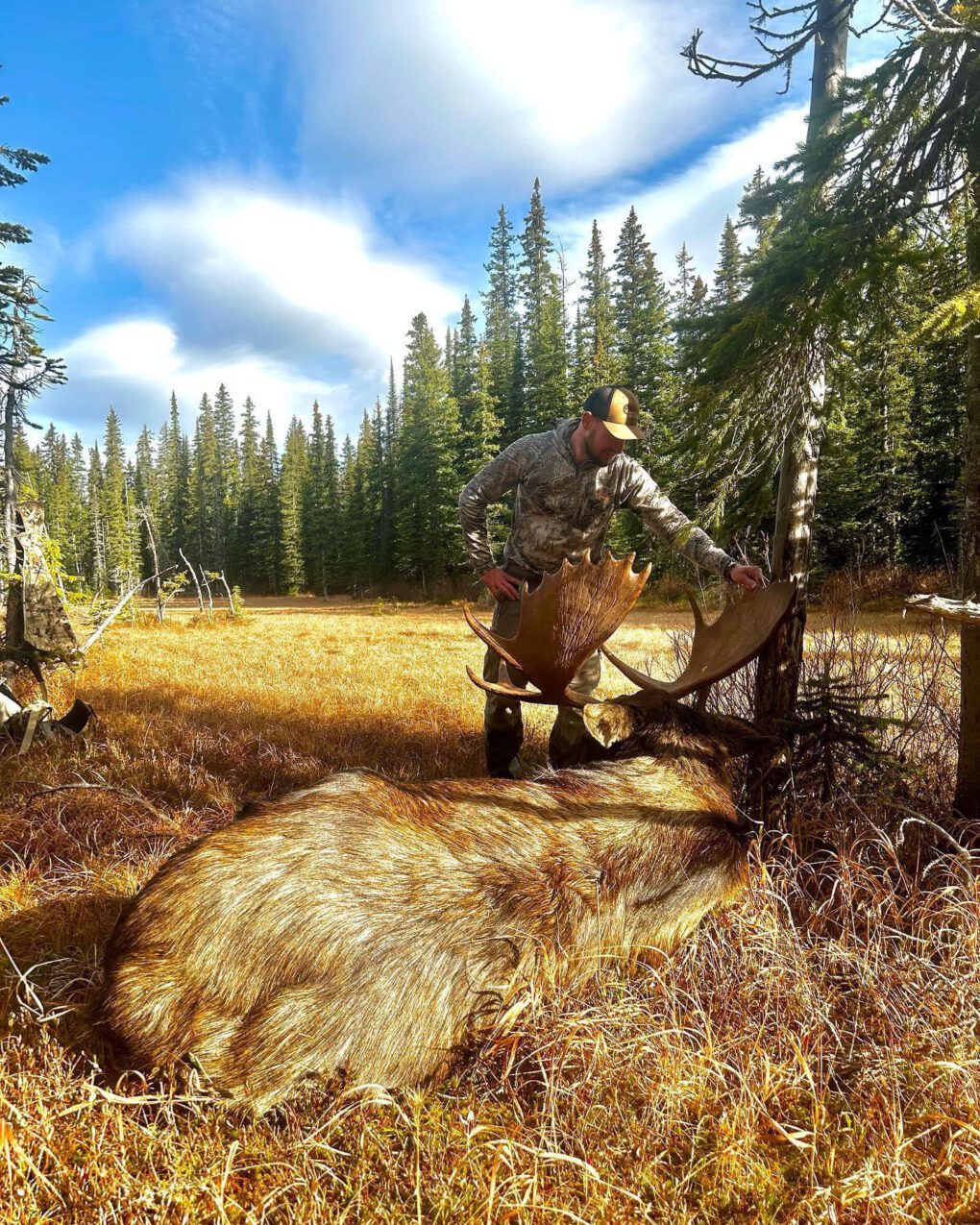 Montana Shiras Moose Hunt LOH 3 » Outdoors International Hunter admiring his Montana Shiras moose