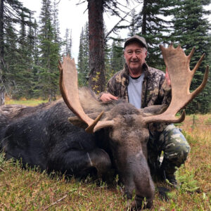 Montana moose hunting