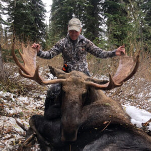 Montana moose hunting