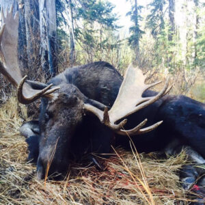 Wyoming shiras moose