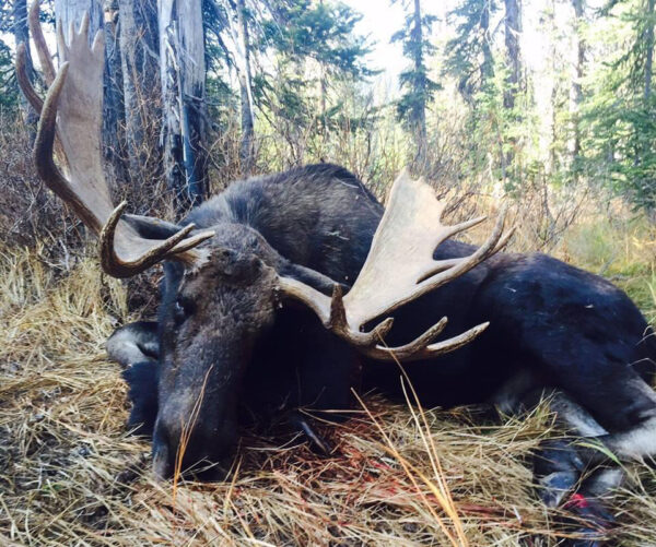 Wyoming shiras moose