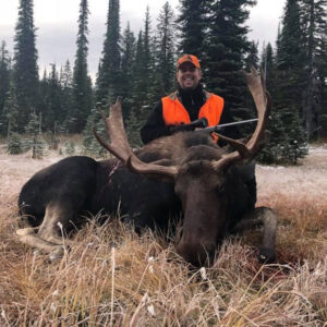 Montana moose hunting