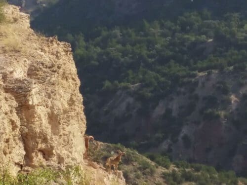 Herd of aoudad in Palo Duro Canyon.