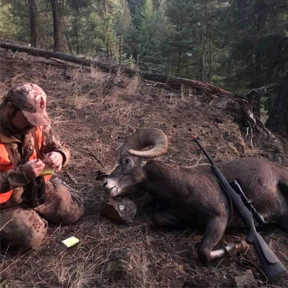 Montana Rocky Mountain Bighorn Sheep Hunt LOC Tagging Ram » Outdoors International Tagging a Ram