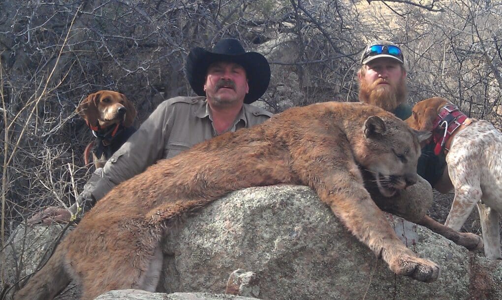 Dry ground mountain lion hunting in Arizona