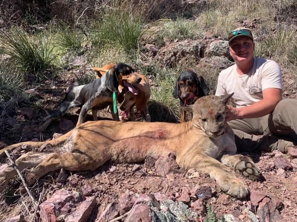 Arizona Mountain Lion Hunting