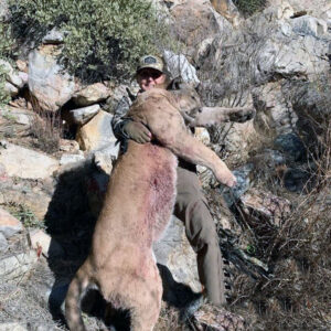 Arizona Mountain Lion Hunting