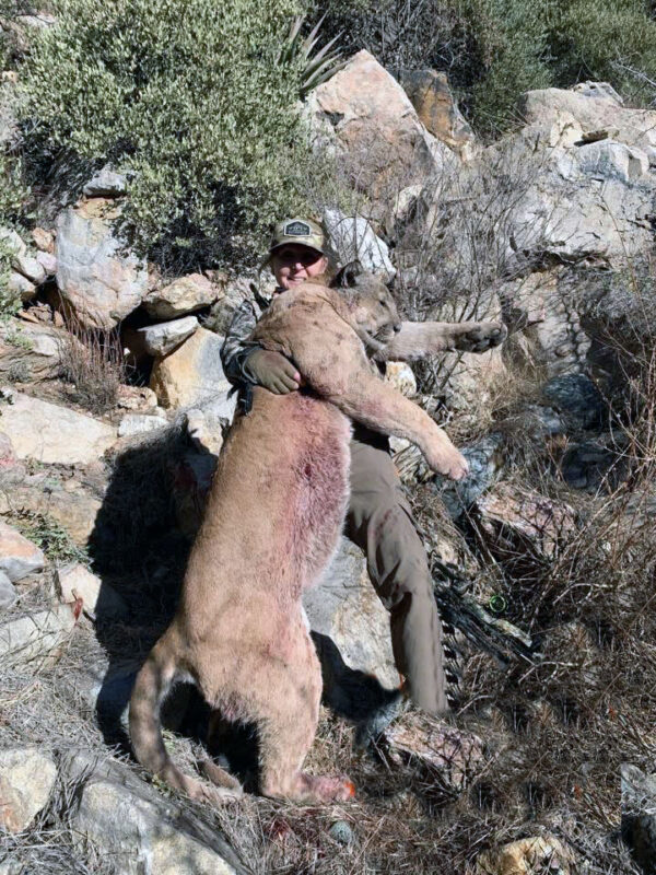 Arizona Mountain Lion Hunting