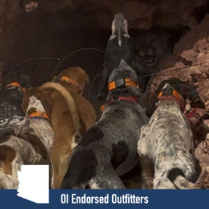 OI Endorsed Mountain Lion Hunts in Arizona