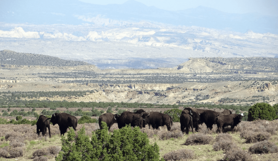 Henry Mountains Bison _ Photo Credit_ Gerald Cook » Outdoors International Free Range bison herd in Utah's Henry Mountains.