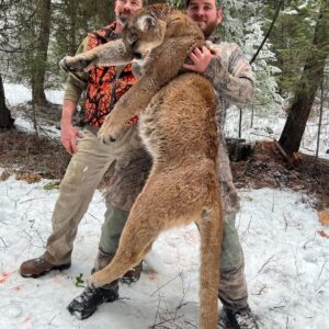 Montana Mountain Lion Hunting