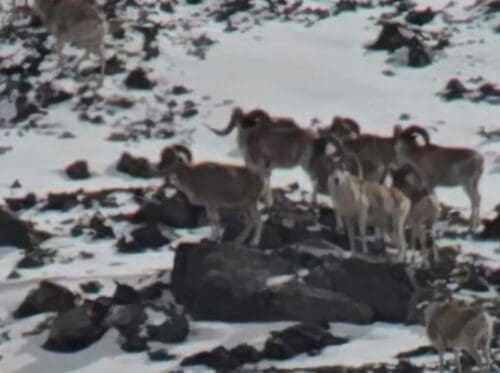 A band of Marco Polo rams