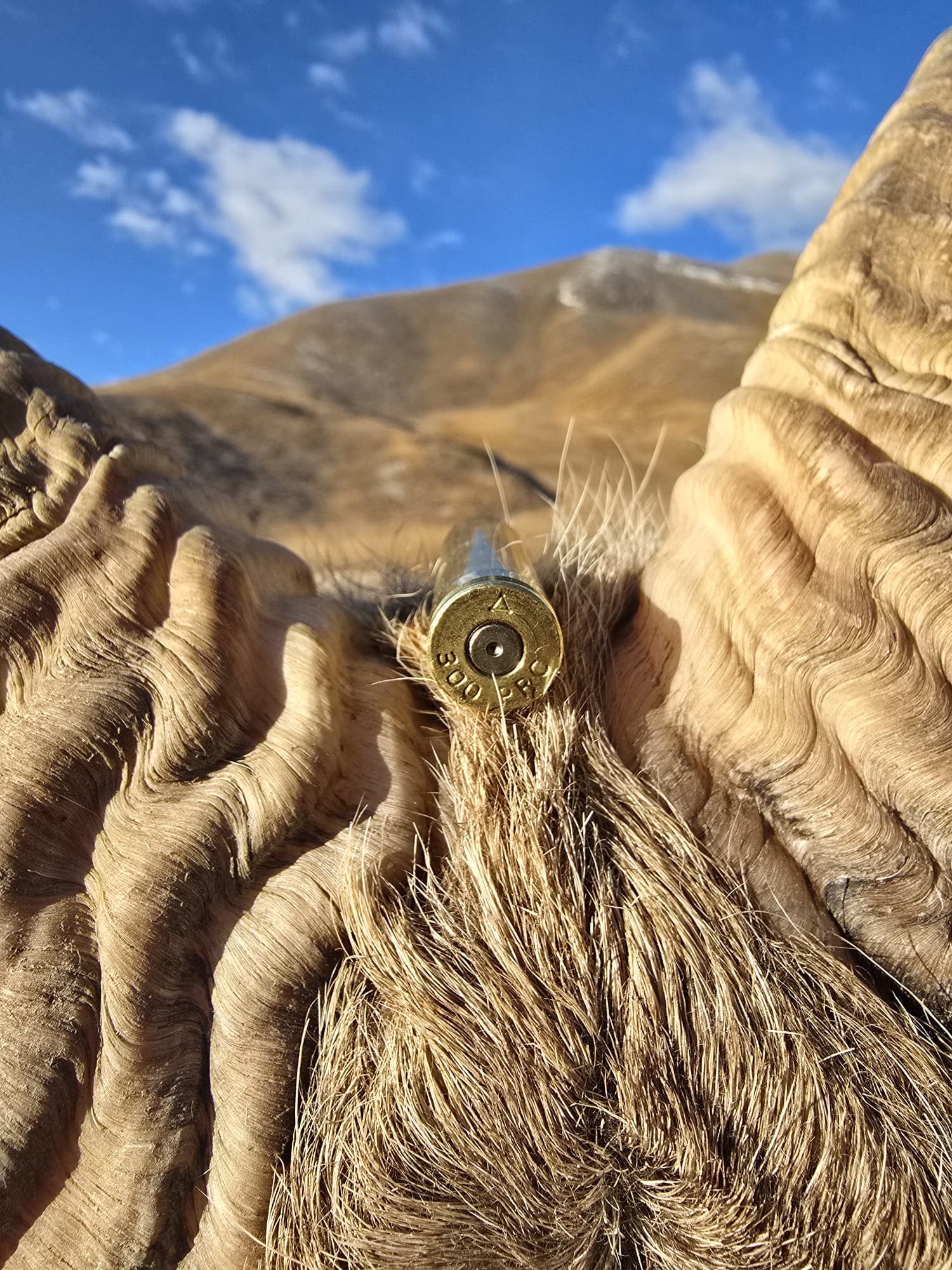 The right cartridge for hunting Marco Polo.