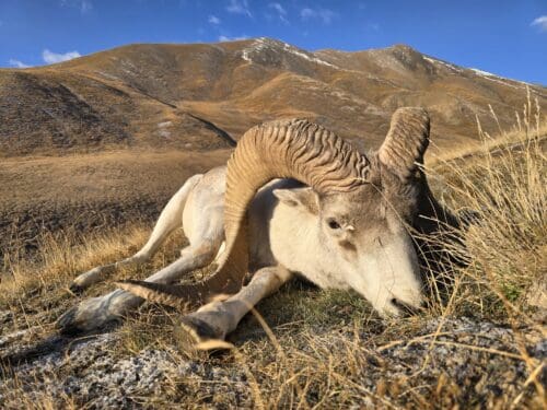 Kyle's Marco Polo ram