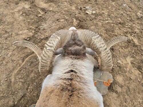 Kyle's Marco Polo ram