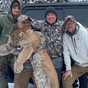 Alternative view of Montana Mountain Lion Hunting Trips