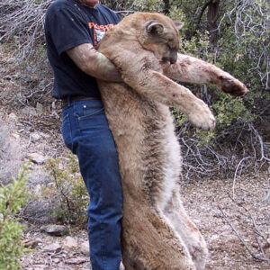 Nevada mountain lion hunting on dry ground
