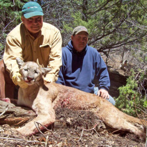 Nevada mountain lion hunting on dry ground