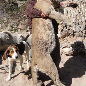 Nevada mountain lion hunting