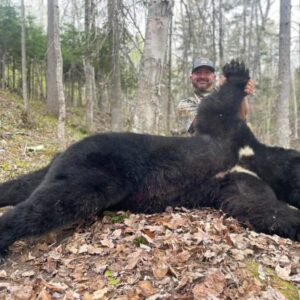 A giant black bear