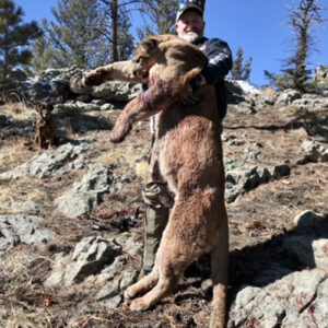 New Mexico cougar hunts