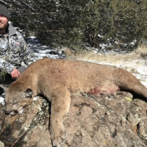 New Mexico Mountain Lion Hunting